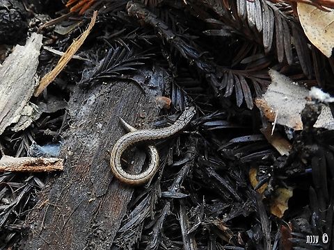 Batrachoseps attenuatus  Batrachoseps attenuatus,California slender salamander,Geotagged,Spring,United States