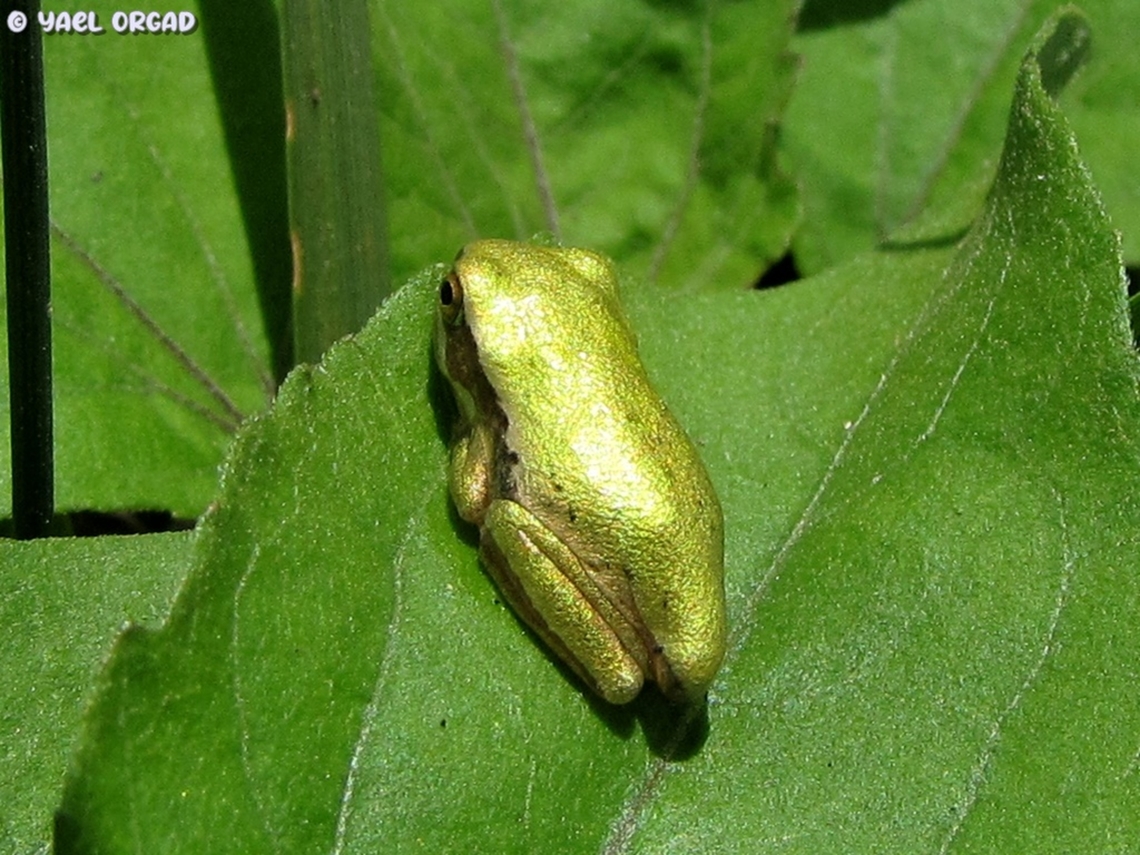 young Hyla savignyi  Geotagged,Hyla savignyi,Middle East tree frog,Spring