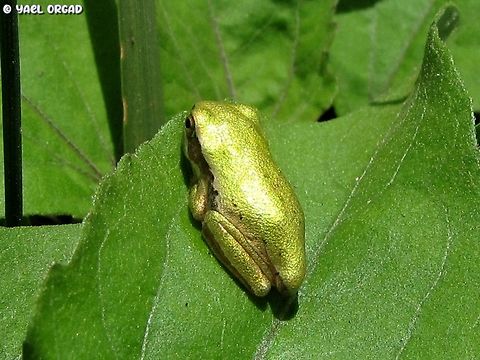 young Hyla savignyi  Geotagged,Hyla savignyi,Middle East tree frog,Spring