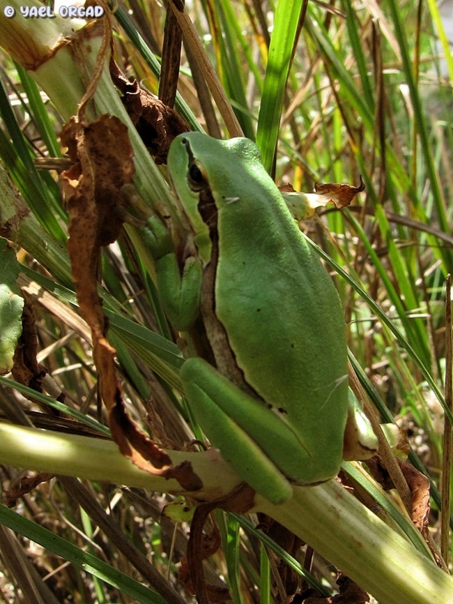 Hyla savignyi  Geotagged,Hyla savignyi,Middle East tree frog,Spring