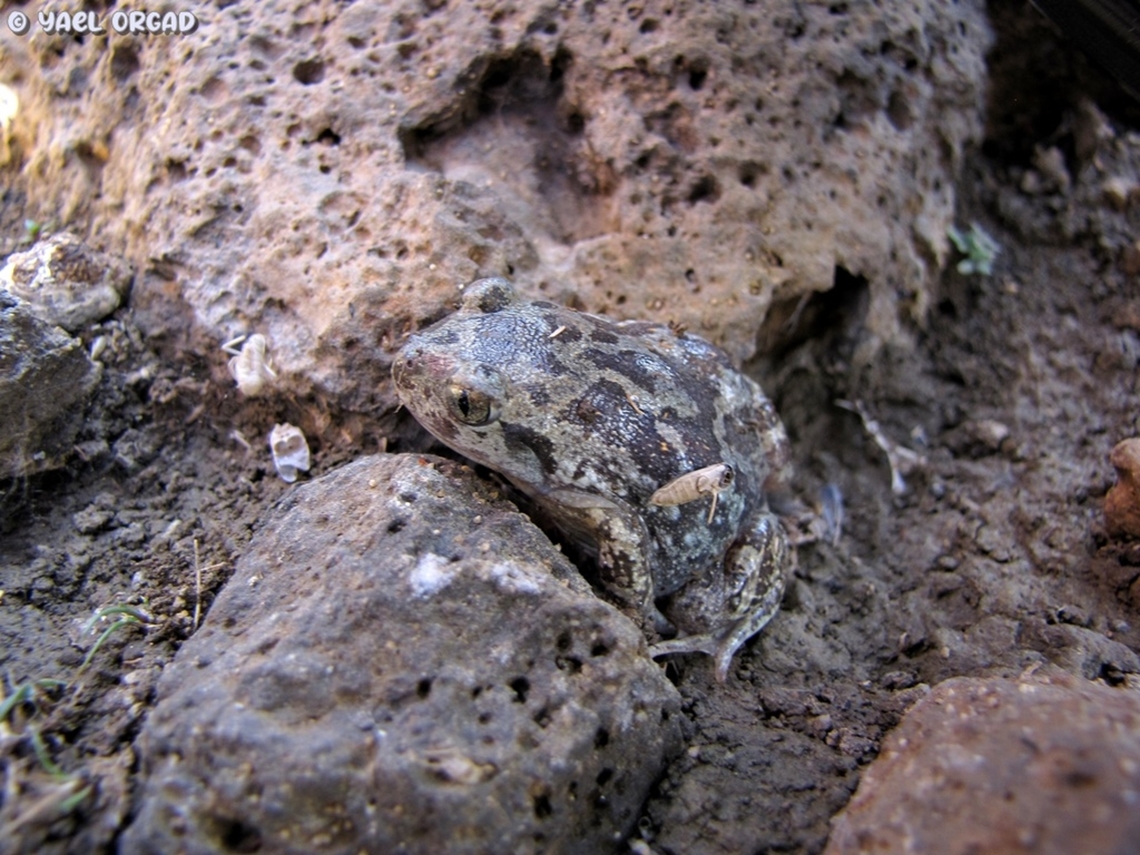 Pelobates syriacus this is the only time I&#039;ve met this rare frog in nature.  Geotagged,Pelobates syriacus,Spring