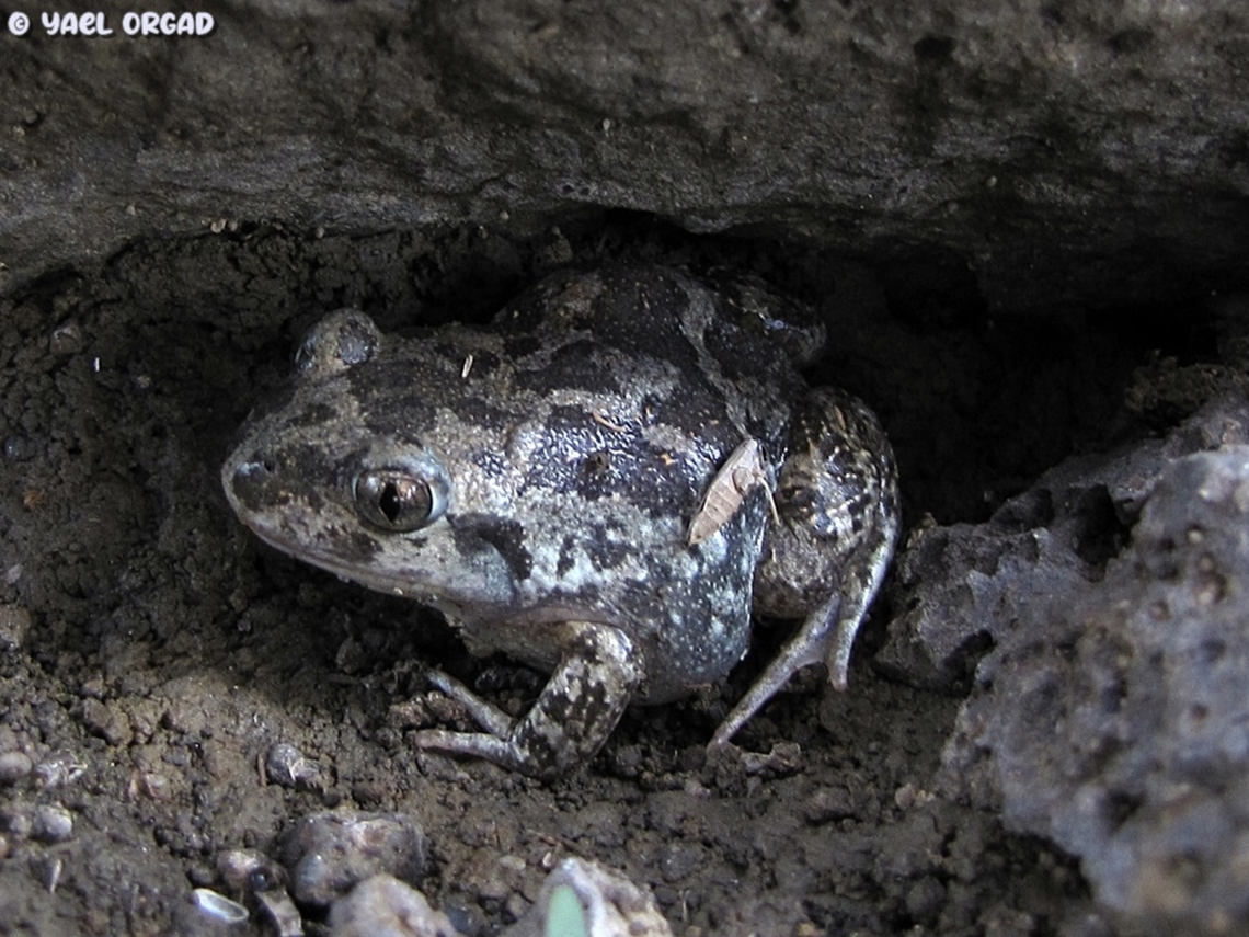 Pelobates syriacus the only time I&#039;ve seen this rare frog in nature.  Pelobates syriacus
