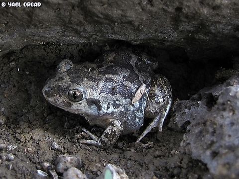 Pelobates syriacus the only time I've seen this rare frog in nature.  Pelobates syriacus