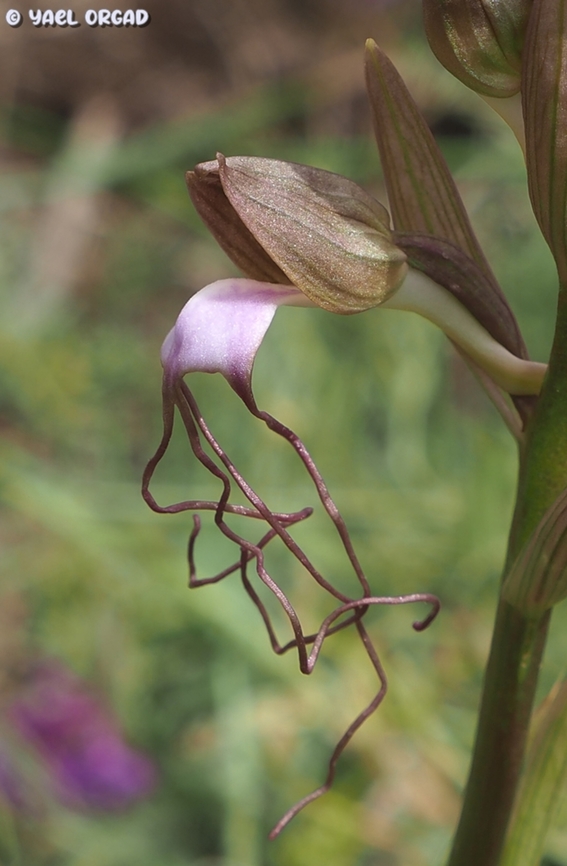 Himantoglossum comperianum 2 years ago, Himantoglossum comperianum was discovered for the first time ever in Israel. when we arrived to see it, it was already mostly withered, only the last flower still had color. <br />
last year we visited that location - and the leaves didn&#039;t even come out... <br />
but good things come to those who have patience, and today we came back to visit this rare orchid, and found it blooming beautifully! Hurray!!!  Comper's Orchid,Geotagged,Himantoglossum comperianum,Spring