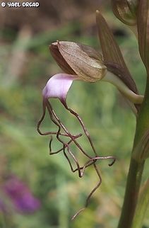 Himantoglossum comperianum 2 years ago, Himantoglossum comperianum was discovered for the first time ever in Israel. when we arrived to see it, it was already mostly withered, only the last flower still had color. 
last year we visited that location - and the leaves didn't even come out... 
but good things come to those who have patience, and today we came back to visit this rare orchid, and found it blooming beautifully! Hurray!!!  Comper's Orchid,Geotagged,Himantoglossum comperianum,Spring