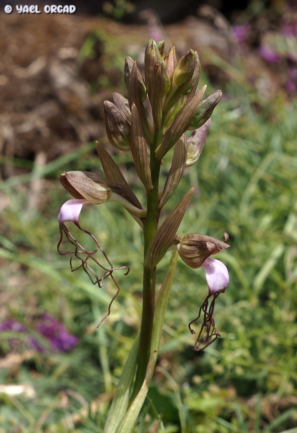 it's blooming!!! Hurray! 2 years ago, Himantoglossum comperianum was discovered for the first time ever in Israel. when we arrived to see it, it was already mostly withered, only the last flower still had color. <br />
last year we visited that location - and the leaves didn&#039;t even come out... <br />
but good things come to those who have patience, and today we came back to visit this rare orchid, and found it blooming beautifully! Hurray!!!  Comper's Orchid,Geotagged,Himantoglossum comperianum,Spring