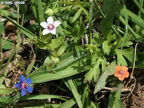 Tricolor of Scarlet Pimpernel! the common color of Scarlet Pimpernel in Europe is orange. in Israel the orange is rare, but can be found. the common color in Israel is the blue. this time, I saw the orange and blue, together with a very pale lavender color! all three color variants were in large numbers at that area.  Anagallis arvensis,Geotagged,Scarlet pimpernel,Spring