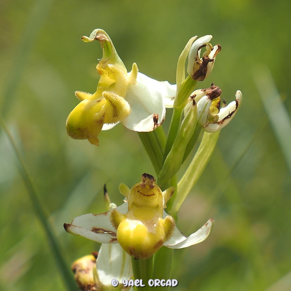Hypochromic Ophrys apifera!  Geotagged,Ophrys apifera,Spring,ophrys api
