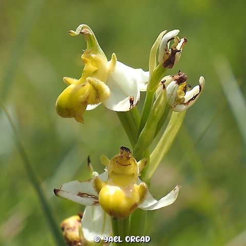 Hypochromic Ophrys apifera!  Geotagged,Ophrys apifera,Spring,ophrys api