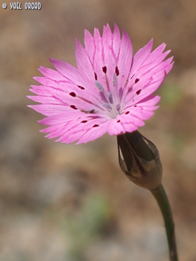 Dianthus tripunctatus Each petal has 3 points, from that comes the Latin name: tri (three) punctatus (points)  Dianthus tripunctatus,Geotagged,Israel,Spring