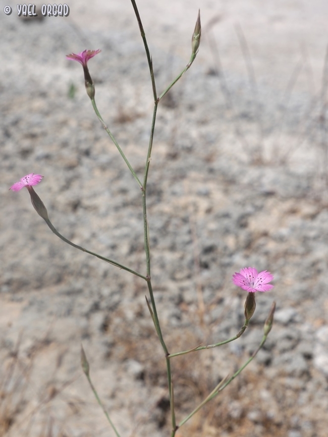 Dianthus tripunctatus  Dianthus tripunctatus,Geotagged,Israel,Spring