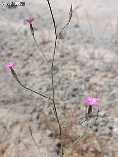 Dianthus tripunctatus  Dianthus tripunctatus,Geotagged,Israel,Spring