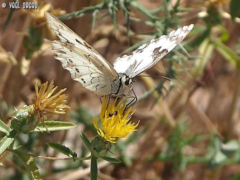 Melanargia titea on Centaurea hyalolepis  Centaurea hyalolepis,Geotagged,Israel,Melanargia titea,Spring