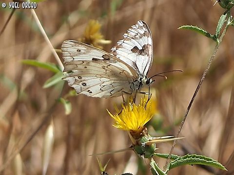 Melanargia titea on Centaurea hyalolepis  Centaurea hyalolepis,Geotagged,Israel,Melanargia titea,Spring