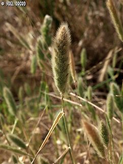 Polypogon monspeliensis I usually get confused with all the grasses (Poaceae), but this one was so cuddly... :-)  Geotagged,Israel,Polypogon  monspeliensis,Polypogon monspeliensis,Spring
