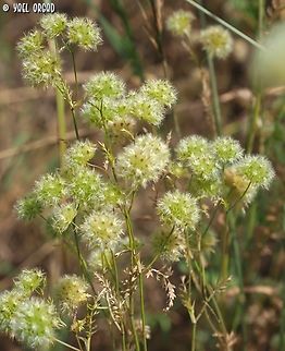 Lagoecia cuminoides  Geotagged,Israel,Lagoecia cuminoides,Spring