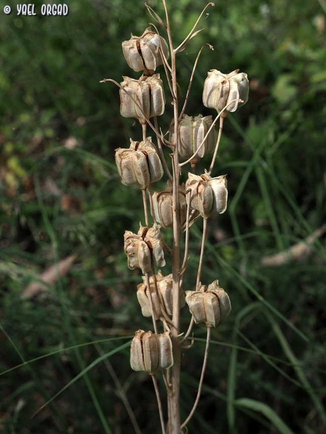 Fritillaria persica beautiful in fruit as well as in flowers.  Fritillaria persica,Geotagged,Israel,Sand Fritillary,Spring