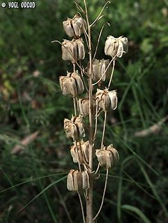 Fritillaria persica beautiful in fruit as well as in flowers.  Fritillaria persica,Geotagged,Israel,Sand Fritillary,Spring