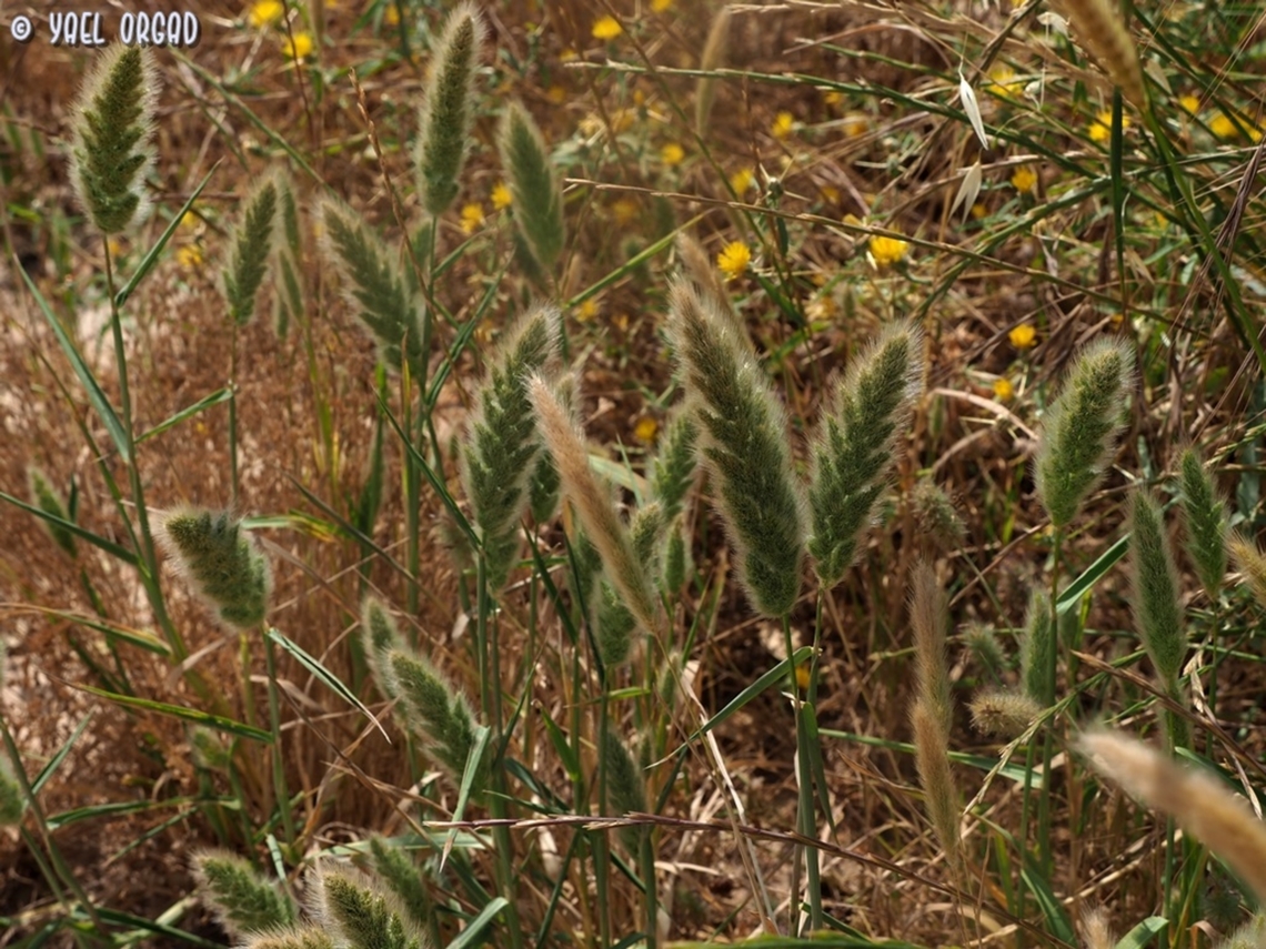 Polypogon monspeliensis  Geotagged,Israel,Polypogon  monspeliensis,Polypogon monspeliensis,Spring