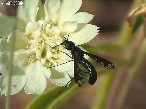 Eclimus gracilis on Lomelosia prolifera an odd looking fly, first time I've noticed it... 
 Eclimus gracilis,Geotagged,Israel,Spring