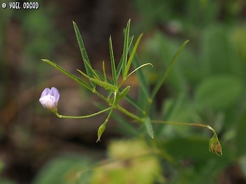 Vicia tetrasperma  Geotagged,Israel,Spring,Vicia tetrasperma