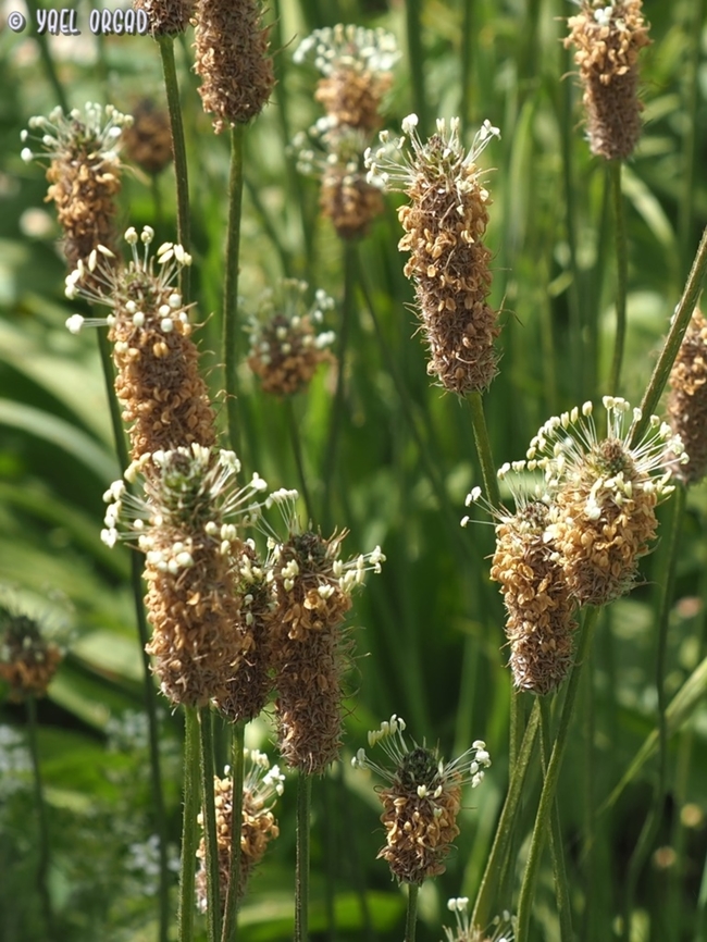 Plantago lanceolata  Geotagged,Israel,Plantago lanceolata,Ribwort Plantain,Spring