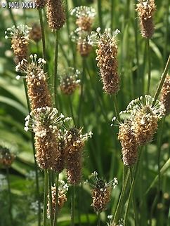 Plantago lanceolata  Geotagged,Israel,Plantago lanceolata,Ribwort Plantain,Spring