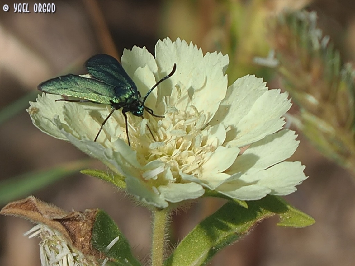 Adscita statices on Lomelosia prolifera  Adscita statices,Geotagged,Green forester,Israel,Spring
