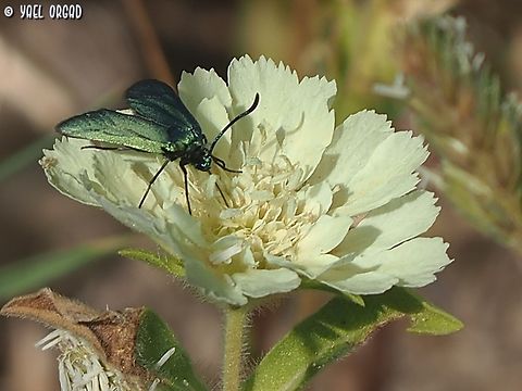 Adscita statices on Lomelosia prolifera  Adscita statices,Geotagged,Green forester,Israel,Spring