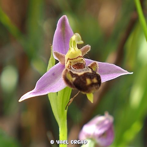 Ophrys apifera  Bee Orchid,Geotagged,Israel,Ophrys apifera,Spring