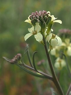 Erysimum crassipes  Erysimum crassipes,Israel