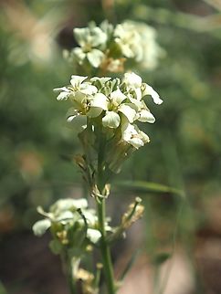 Erysimum crassipes  Erysimum crassipes,Geotagged,Spring
