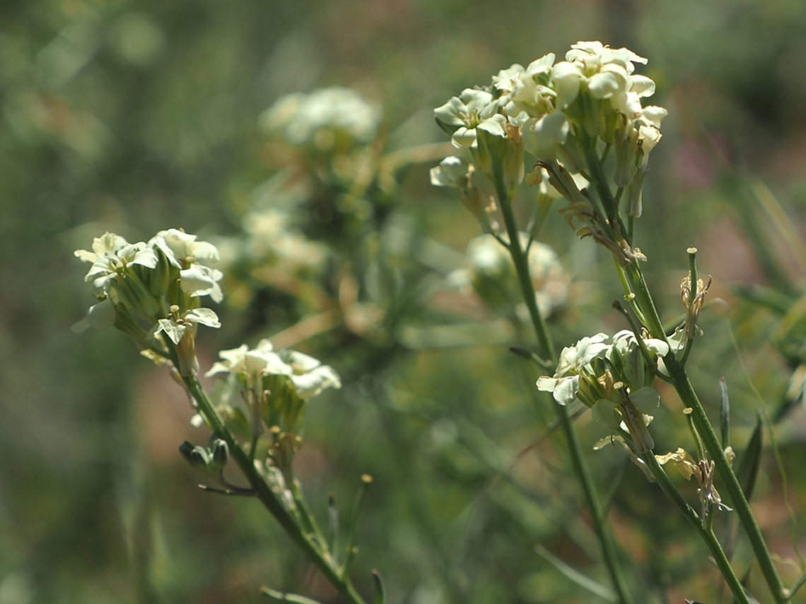 Erysimum crassipes  Erysimum crassipes,Geotagged,Spring
