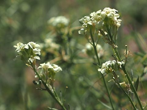 Erysimum crassipes  Erysimum crassipes,Geotagged,Spring