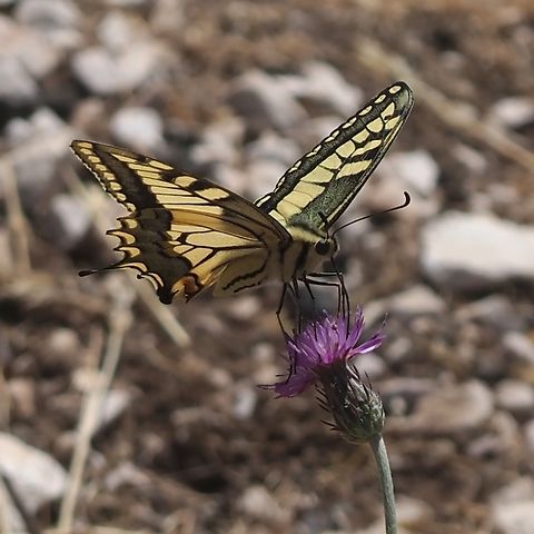 Papilio machaon on Carduus argentatus  Carduus argentatus,Geotagged,Old World swallowtail,Papilio machaon,Spring