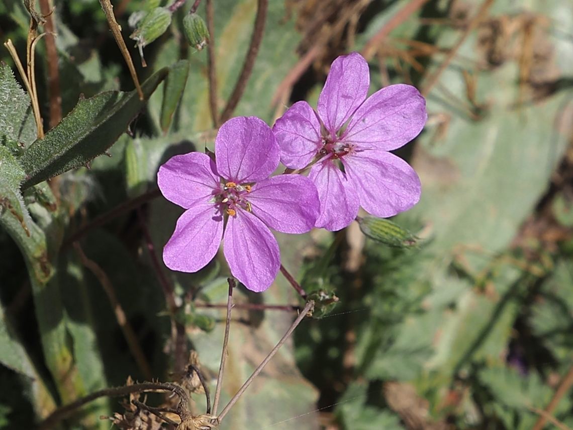 Erodium acaule  Erodium acaule,Stemless Stork's Bill