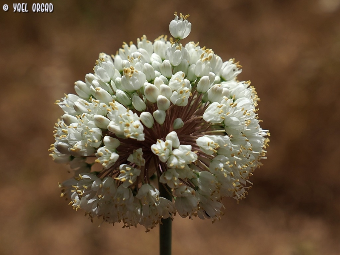 Allium carmeli  Allium carmeli,Geotagged,Israel,Spring
