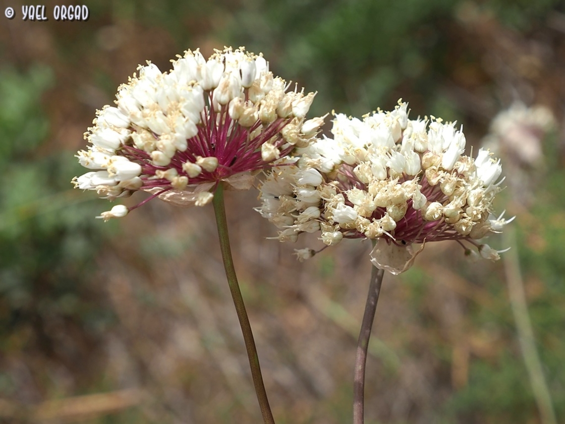 Allium carmeli  Allium carmeli,Geotagged,Israel,Spring