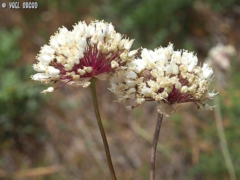 Allium carmeli  Allium carmeli,Geotagged,Israel,Spring
