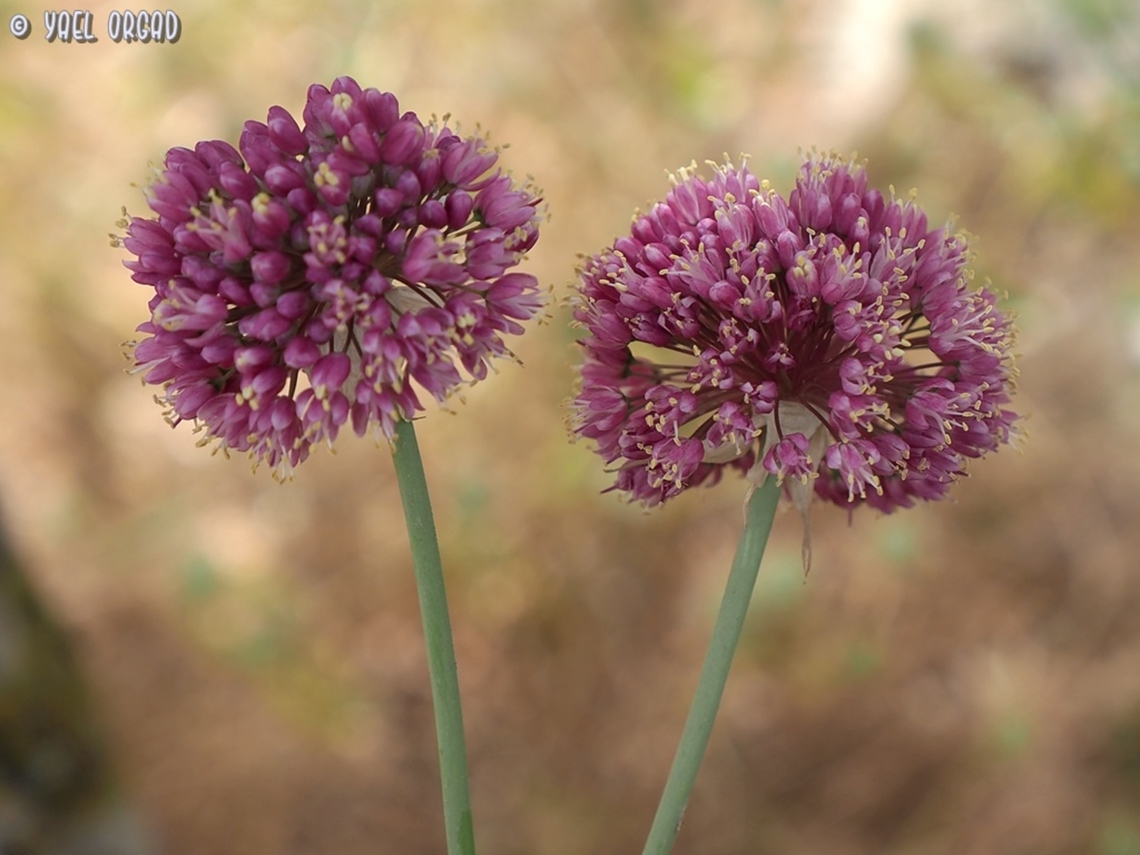Allium carmeli  Allium carmeli,Geotagged,Israel,Spring