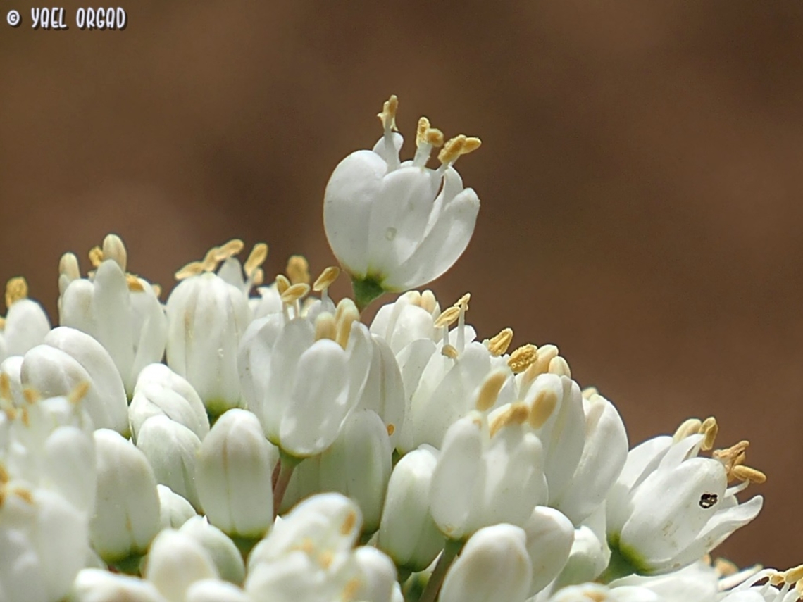 "the odd one out" Allium carmeli Allium carmeli,Geotagged,Israel,Spring