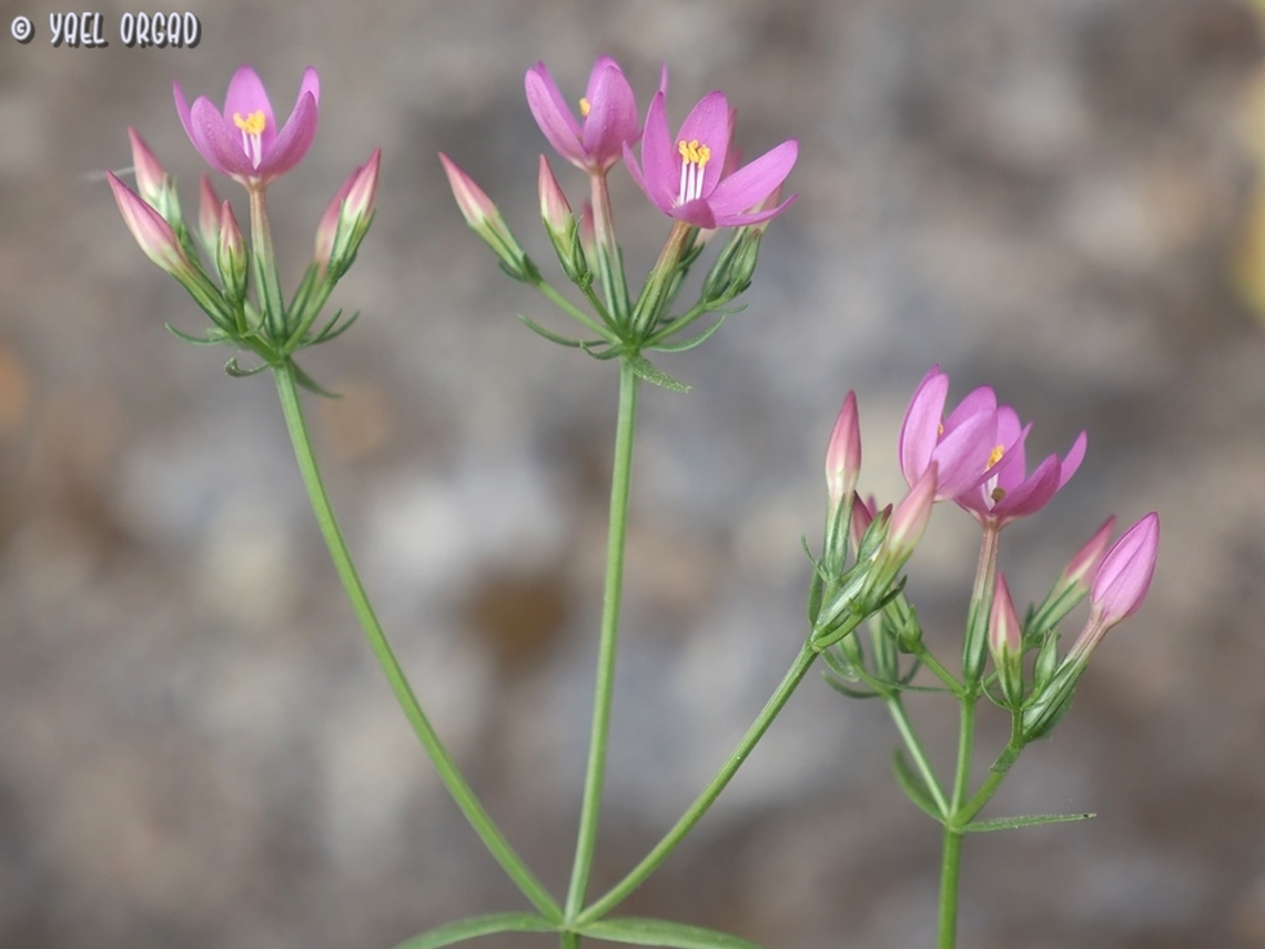 Centaurium erythraea  Centaurium erythraea,Common Centaury,Geotagged,Israel,Spring