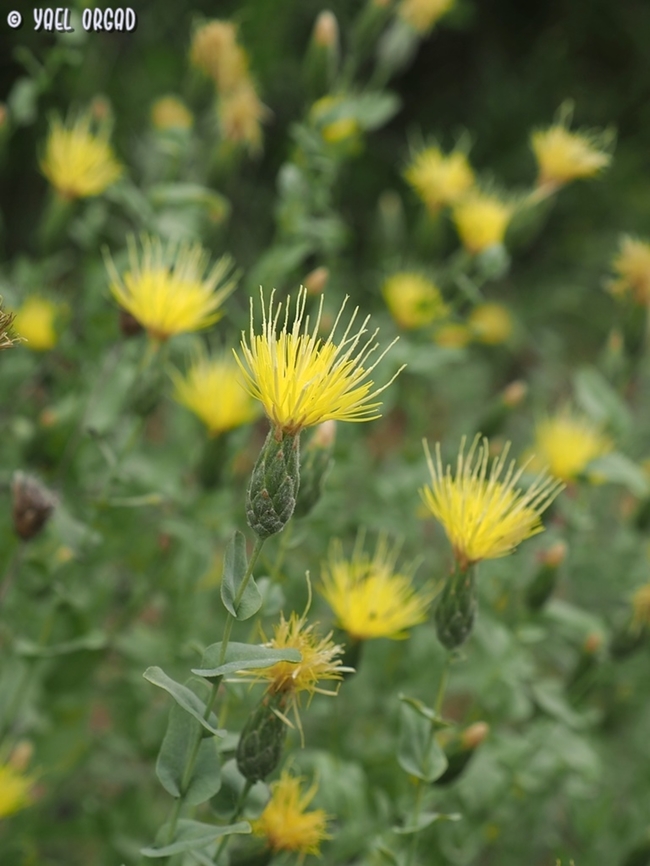 Klasea cerinthifolia  Geotagged,Israel,Klasea cerinthifolia,Spring