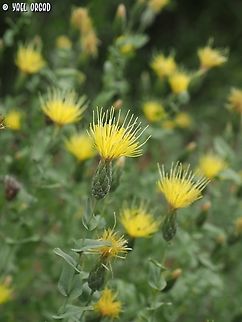 Klasea cerinthifolia  Geotagged,Israel,Klasea cerinthifolia,Spring