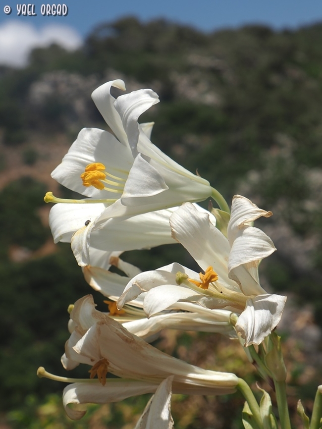 Lilium candidum  Geotagged,Israel,Lilium candidum,Madonna Lily,Spring