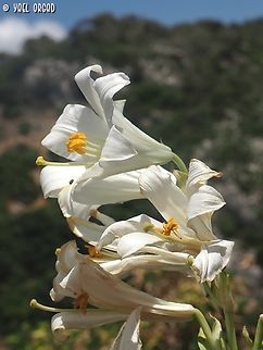 Lilium candidum  Geotagged,Israel,Lilium candidum,Madonna Lily,Spring