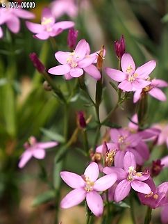 Centaurium erythraea  Centaurium erythraea,Common Centaury,Geotagged,Israel,Spring