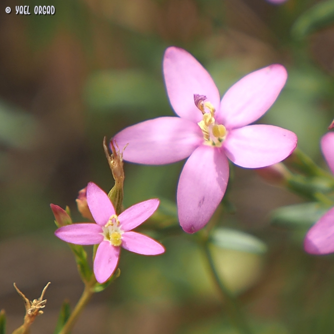 Centaurium erythraea Vs. Centaurium tenuiflorum Centaurium erythraea is perennial and larger (flower size over 1 cm in diameter) <br />
Centaurium tenuiflorum is annual and smaller (flower size about 5mm in diameter)  Centaurium erythraea,Centaurium tenuiflorum,Common Centaury,Geotagged,Israel,Spring