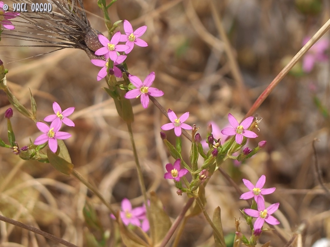 Centaurium tenuiflorum  Centaurium tenuiflorum,Geotagged,Israel,Slender Centaury,Spring