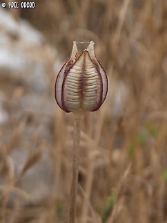 Tulipa agenensis  Eyed Tulip,Geotagged,Israel,Spring,Tulipa agenensis
